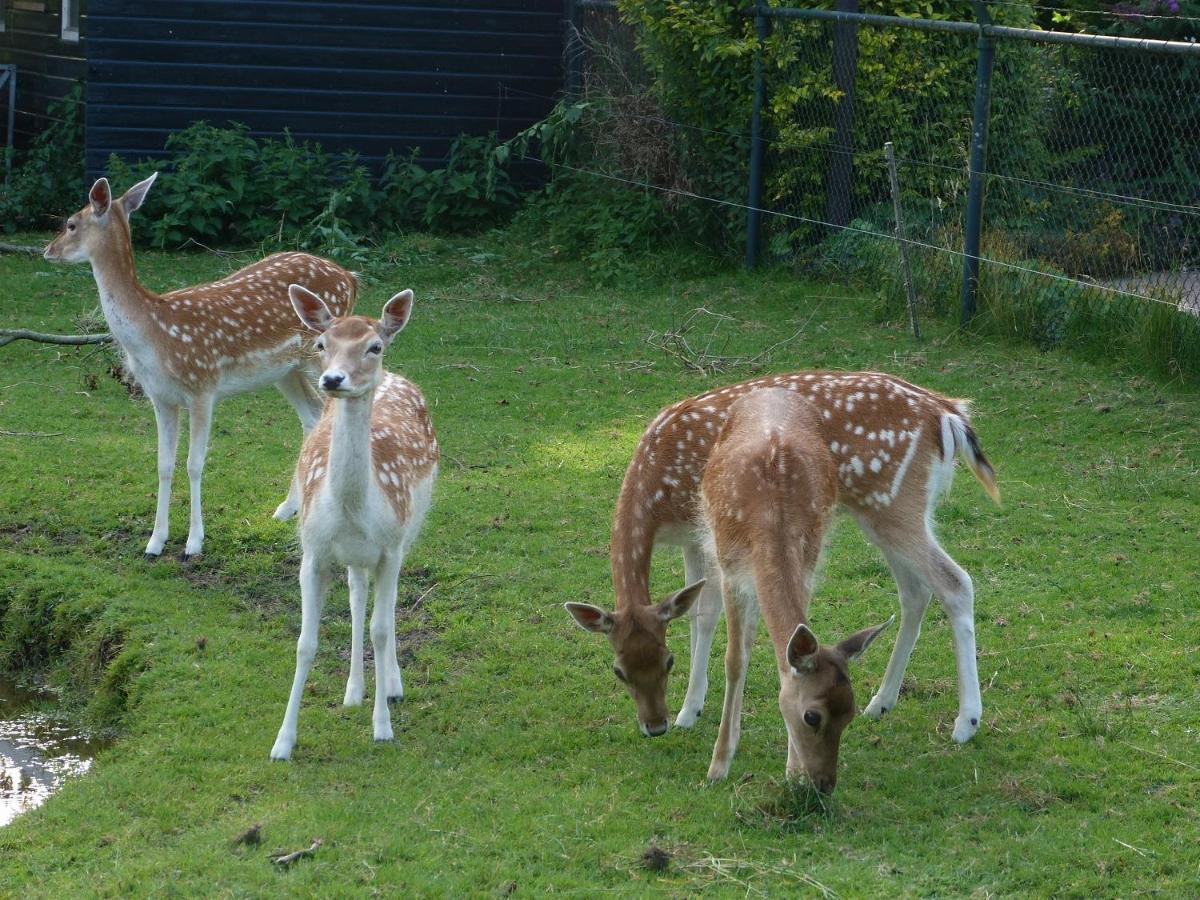 Vakantiehuisjes Landgoed Sonneborghe Kollumerzwaag ภายนอก รูปภาพ