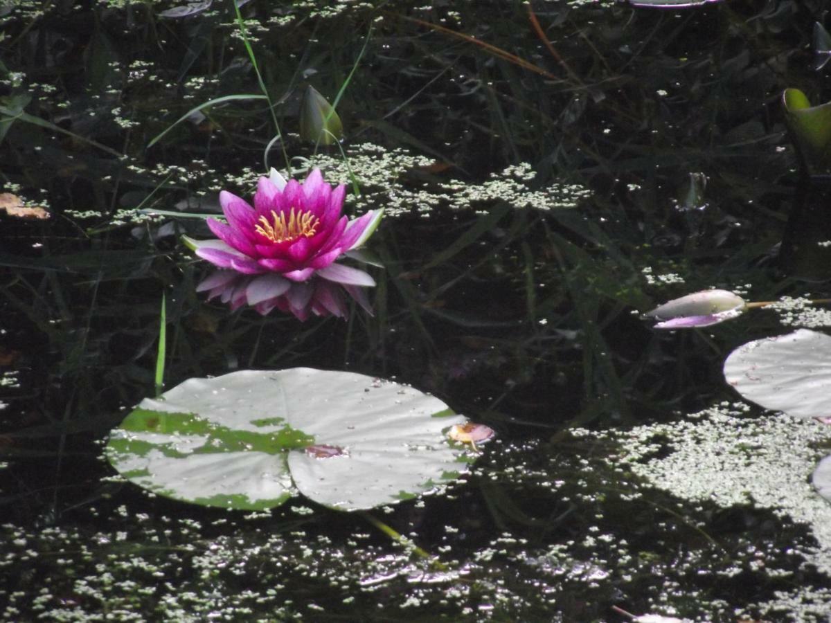 Vakantiehuisjes Landgoed Sonneborghe Kollumerzwaag ภายนอก รูปภาพ